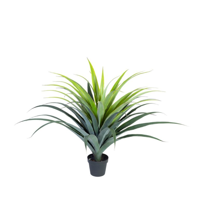 Götessons Agave tekokasvi