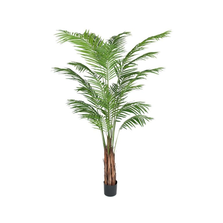 Götessons Areca Palm tekokasvi
