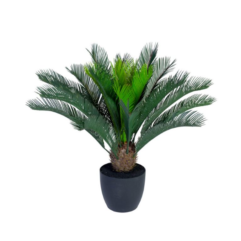 Götessons Cycas Palm tekokasvi (pieni)