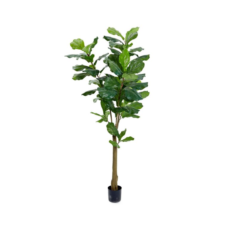 Götessons Fiddle Leaf Fig Tree tekokasvi (iso)