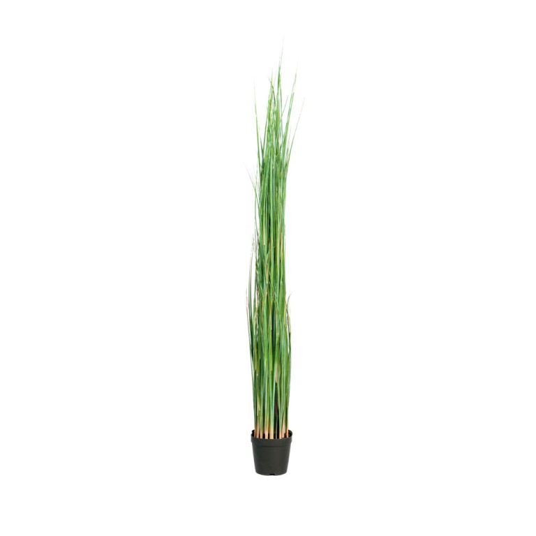 Götessons Grass tekokasvi (iso)