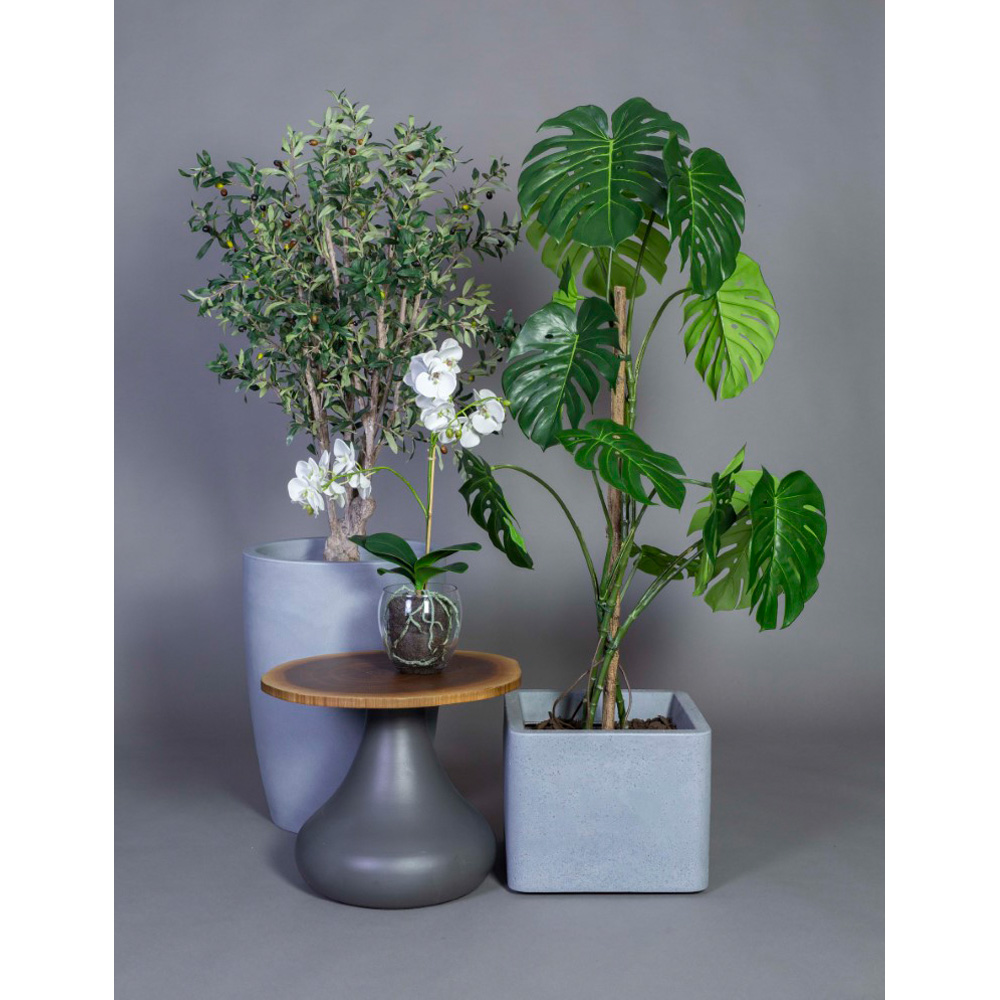 Götessons Monstera tekokasvi
