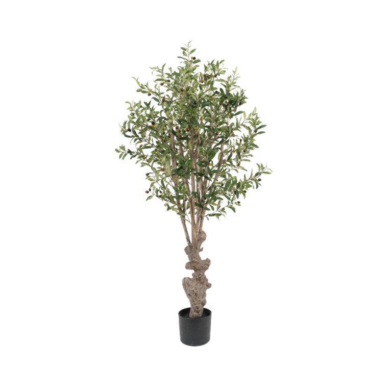 Götessons Olive Tree tekokasvi