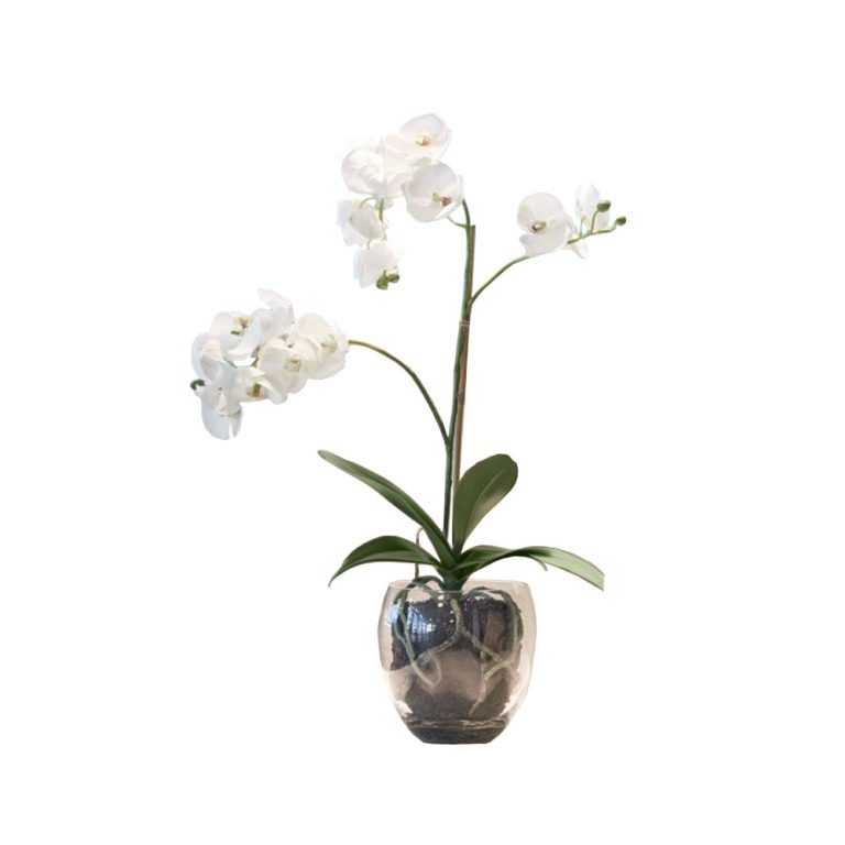 Götessons Orchid Phalaenopsis tekokasvi