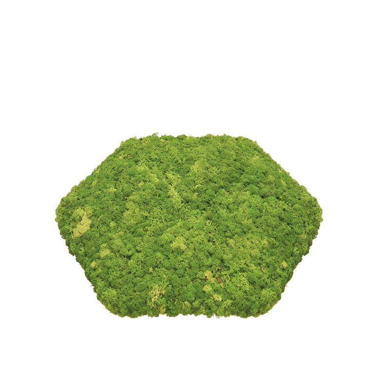 Nordgröna Convex Hexagon akustinen jäkälä seinäpaneeli